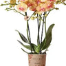 ORCHIDEA PHAL.DUKE H94 S/ZOLLA