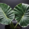 LEAF ALOCASIA H144 ST2PCS GREEN